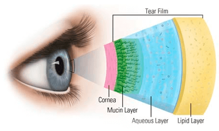 Illustrating the Layers of an Eye