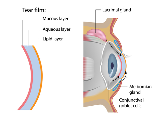 Tear Film Layer Diagram